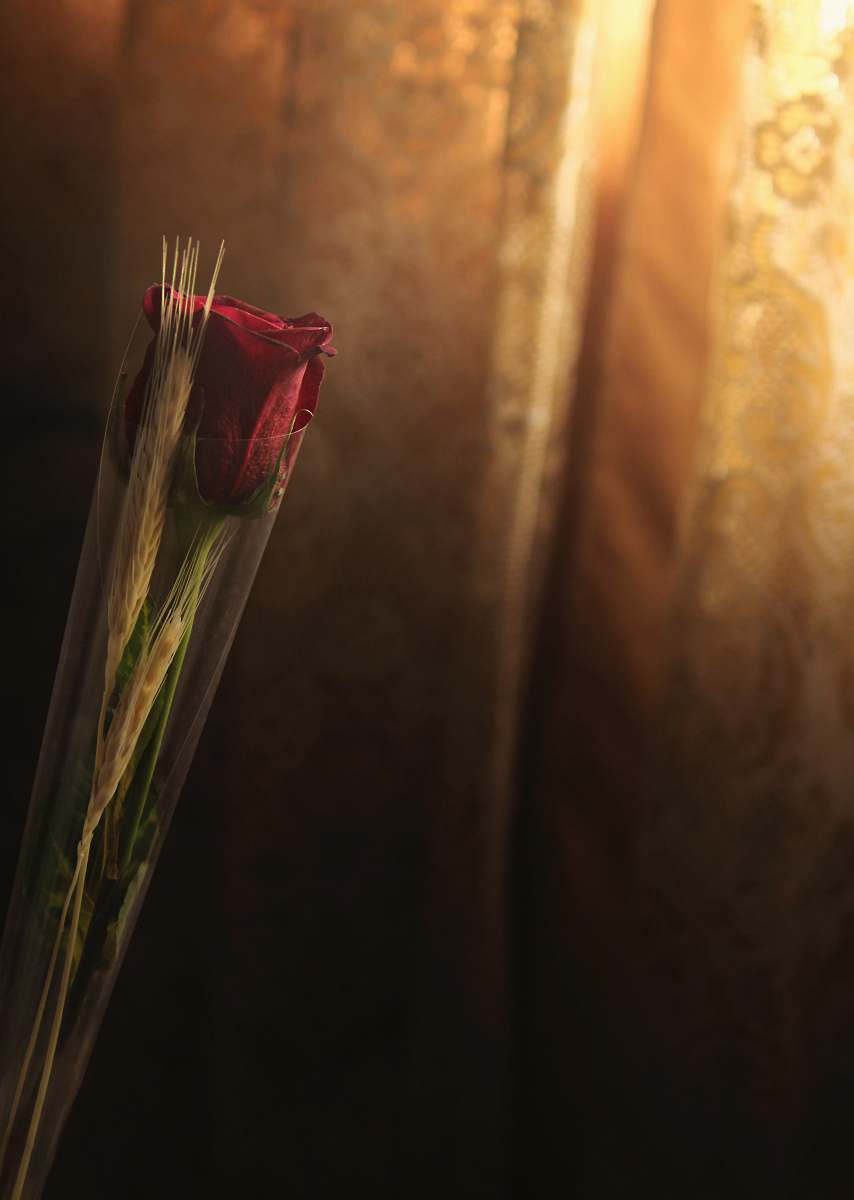 red rose photo of red rose rose